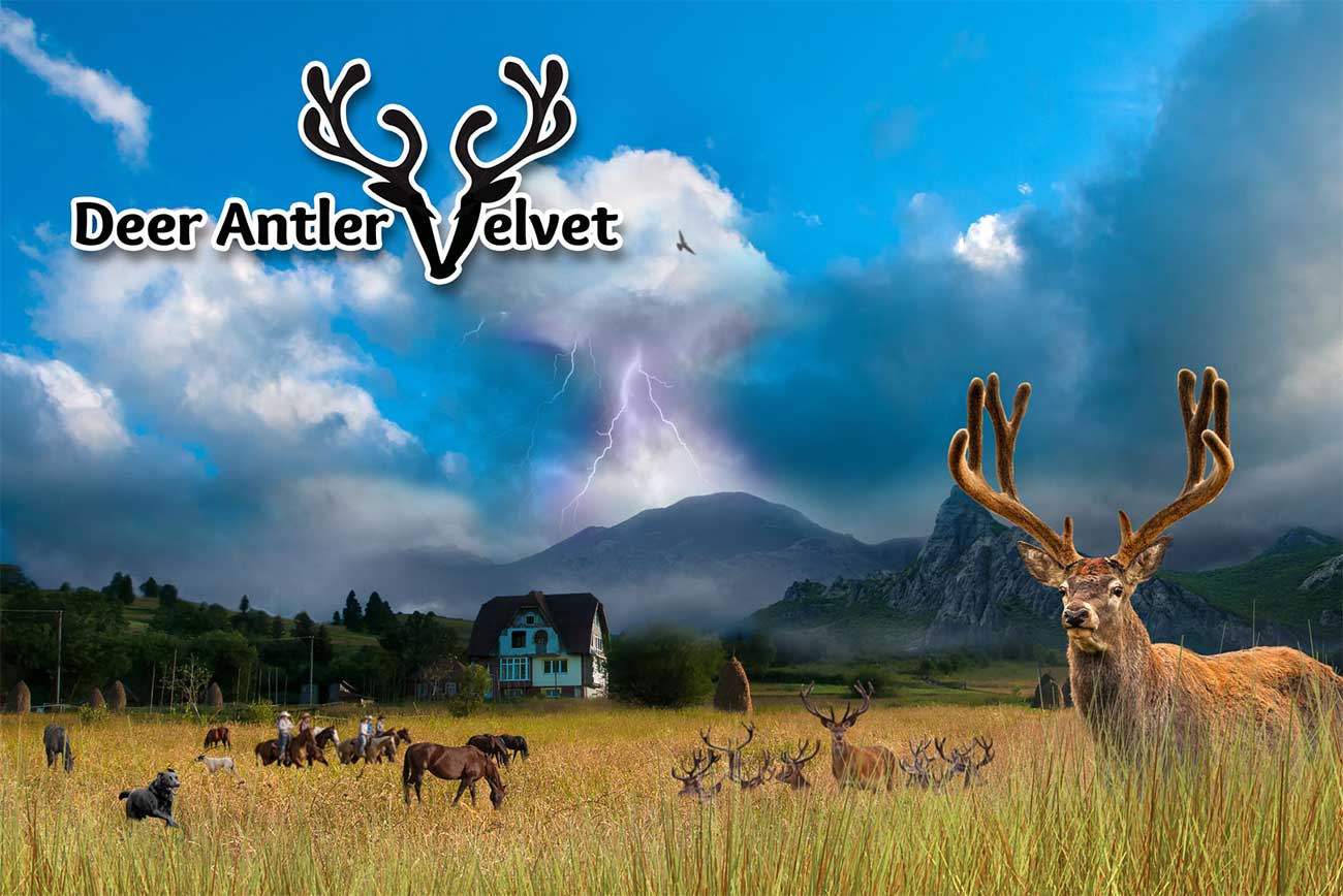 VELVET DEER ANTLER 20:1 Extrakt Tinktura IGF-1 /30ml-EKSTRAKTA Brušenog JELENOG ROGA Max.snage