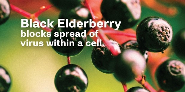 CRNA ZOVA- Black Elderberry Extract 60 sofgell kaps. brzog djelovanja .USA - Natural factor