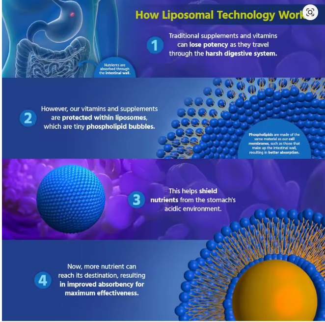 Berberin LIPOSOMAL 1000mg/2 kapsule(500mg/ 60 kaps).Podrška metabolizmu, nivou šećera u krvi,insulinskoj rezistenciji,energiji, težini i kardiovaskularnom zdravlju Naš Brend & "Japan-Bingo Aladdin Bio-tech Co.Ltd" za USA/Eu Reklamna cena-ISKORISTE je !